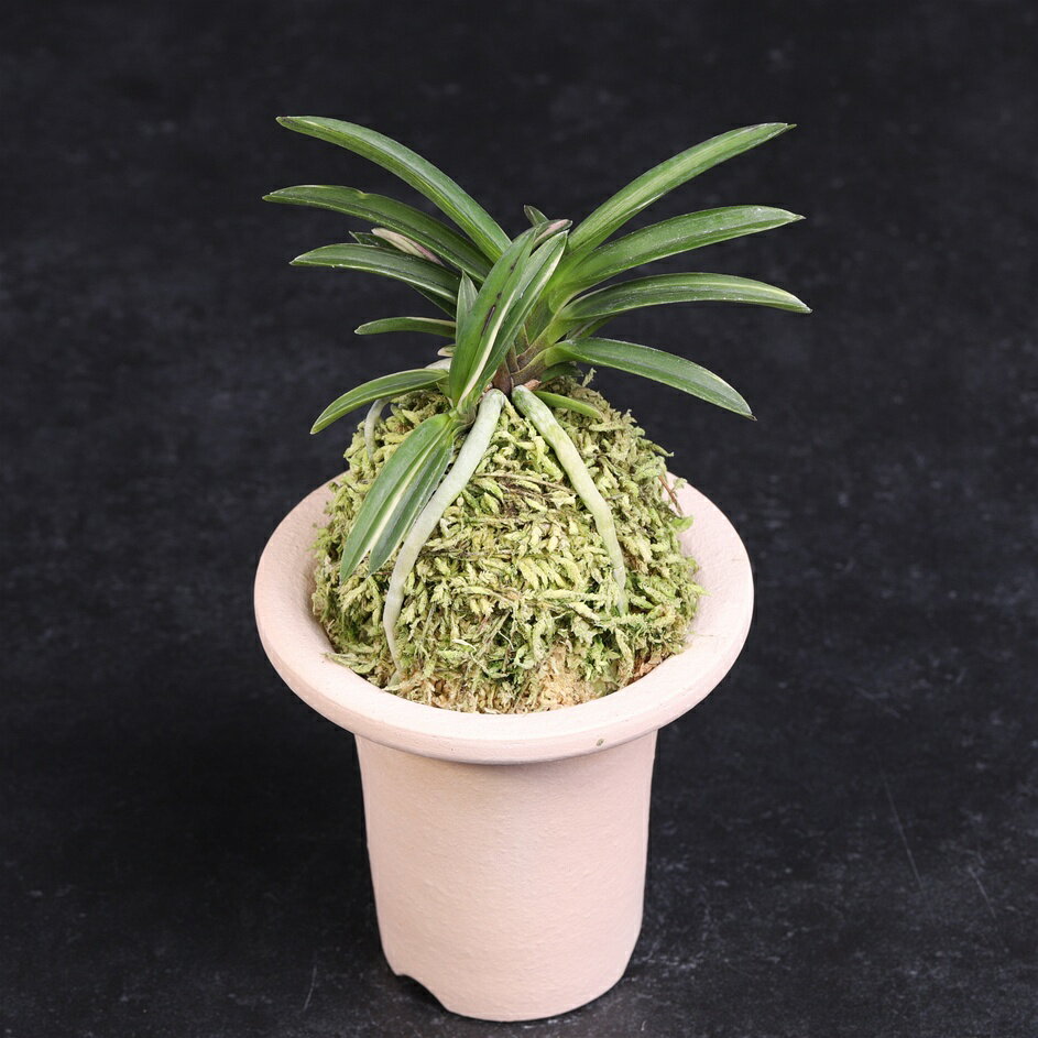 富貴蘭　桃山達磨　【送料無料】