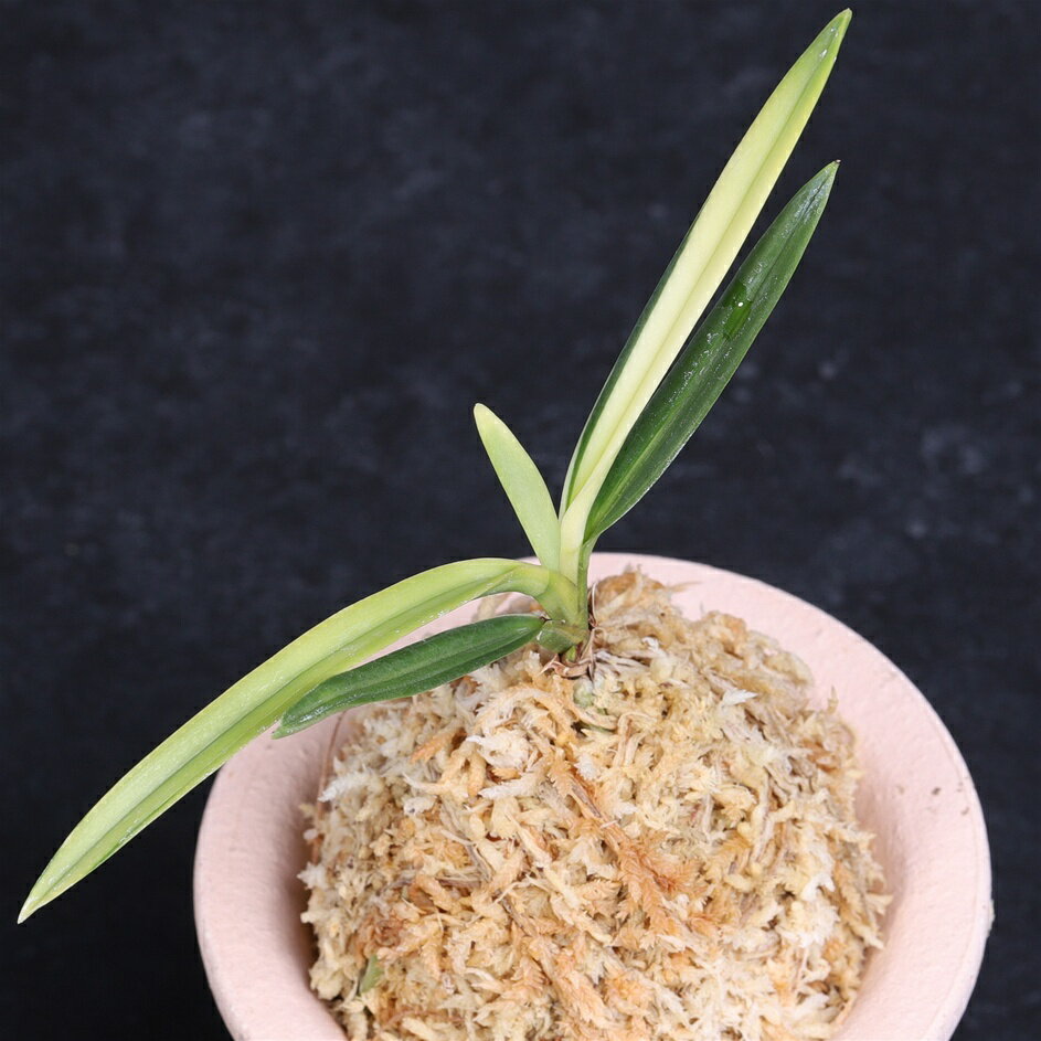 富貴蘭　建国宝　【送料無料】