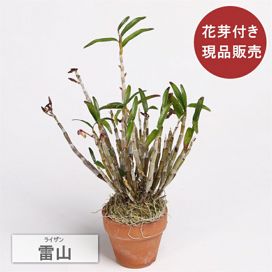 Rose - セッコク　雷山　多数花芽付き　現品販売