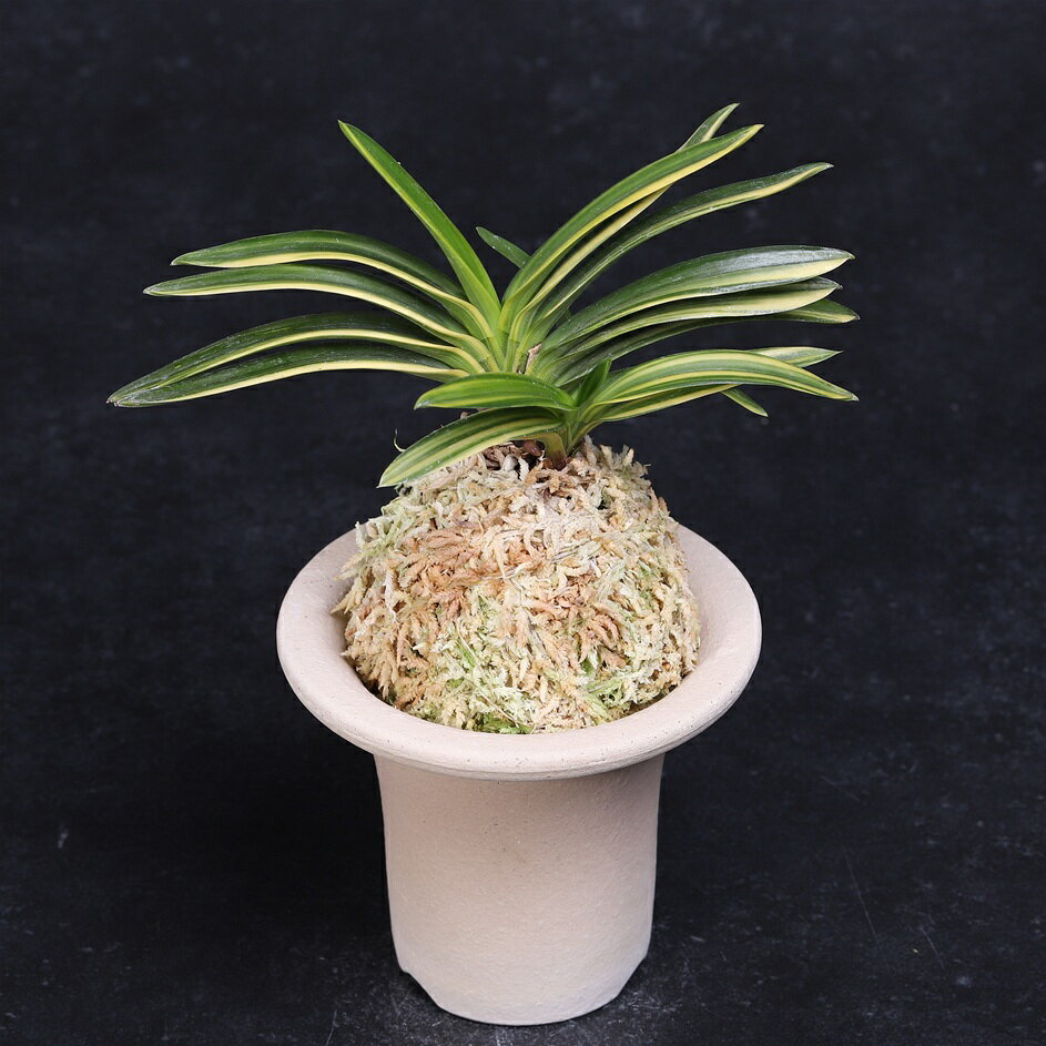 &nbsp;品名 富貴蘭　大江丸縞 Vanda falcata ooemarushima &nbsp;商品情報 大小3本立 木の葉型の堂々とした佇まい。 本種の魅力を再認識させられる一鉢となっています。 間口17cm ※微細な虫キズがあります。 &nbsp;鉢サイズ 3.3寸素焼きラッパ鉢（植物の大きさの参考にしてください。） ※プラ鉢に差し替えての発送となります。 &nbsp;撮影日 2026/5/13 &nbsp;大きい画像はさらに下にスクロールしてご覧ください。 ↓　　　↓　　　↓商品についてのご注意 在庫についてのご注意 掲載中の植物は日々成長しています。 そのためお届け時の状態は異なる場合があります。 一点ものに関しては撮影日を記載しておりますのでご参考ください。お届けの際、植込みの鉢、用土などは商品画像と異なる場合があります。 当店取り扱い商品は基本的に実店舗ほかでも販売しております。 ご注文いただいた場合でも時間差で売り切れてしまっている場合があります。そのため代金をお振込みいただく場合は、必ず当店からお送りする注文確認メールが届いてから、お振込みくださいますようお願い申し上げます。