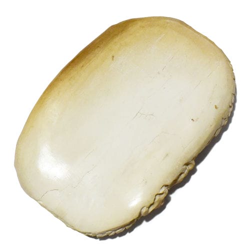 �ڰ���ʪ��ζ�ʥɥ饴��� �ޥ�⥹�� Ħ�� �ץ졼�� 22��8g �������� ���� �ܡ��󥫡��ӥ󥰡�����̵����