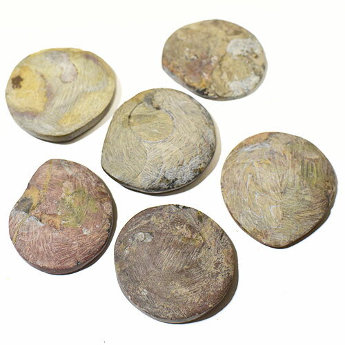 �����ʥ��Ȳ��� ��20��30g 1�� �򰡵� �ޥ��������뻺�ڥ�����ȯ���ۡڥ᡼�����б��ġۢ�