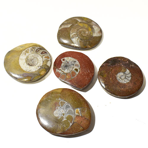 民族アクセ ラパヌイ 楽天市場店のアンモナイト化石 約20～30g 1個 白亜紀 マダガスカル産【ランダム発送】【メール便対応可】￢｜アングル2