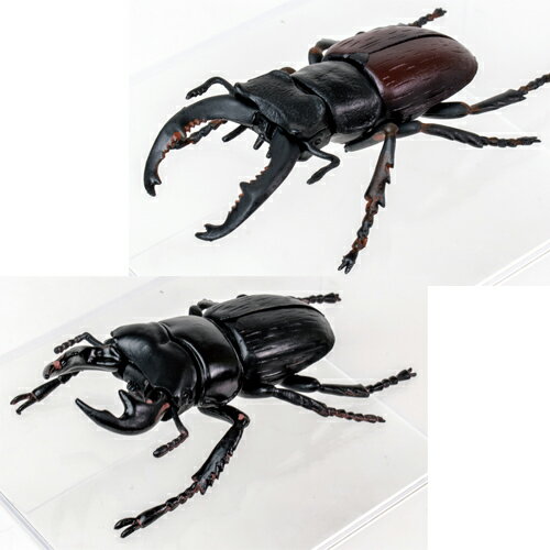 楽天市場 10体セット 超リアル ビッグ 昆虫 4d パズル フィギュア 甲虫 ヒラタクワガタ 虫 ムシ カブトムシ クワガタムシ クワガタ 模型 子ども 夏 カブト ムシキング おもちゃ ディスプレイ 大きい ヘラクレスオオカブト アトラスオオカブト カマキリ Pirates Shop