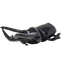 楽天市場 超ビッグ 甲虫 ぬいぐるみ 2 55cm 大きい カブトムシ クワガタムシ おもしろ雑貨 インテリア 虫 ムシ クワガタ 子ども 夏 カブト ムシキング おもちゃ 人形 オオカブト ディスプレイ コーカサスオオカブト ミヤマクワガタ ビッグ Pirates Shop 楽天市場店 楽天市場 超ビッグ 甲虫 ぬいぐるみ 2 55cm 大きい カブトムシ クワガタムシ おもしろ雑貨 インテリア 虫 ムシ クワガタ 子ども 夏 カブト ムシキング おもちゃ 人形 オオカブト ディスプレイ コーカサスオオカブト ミヤマクワガタ ビッグ Pirates Shop 楽天市場店