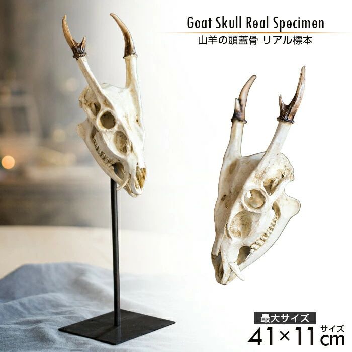 カフ 装飾 テラス 店舗 オブジェ デッサン人形 インテリア デッサン 石膏風樹脂製 北欧風 卓上サイズ リアル標本 山羊の頭蓋骨