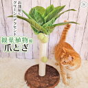 【支援募金対象】猫 爪とぎ ポール 観葉植物風 猫 ネコ ねこ ペット ヤシの木 猫グッズ ポンポン付き 爪研ぎ ストレス解消 室内 ねこ ネコ 置き型 省スペース スリム コンパクト 子猫 成猫 お…