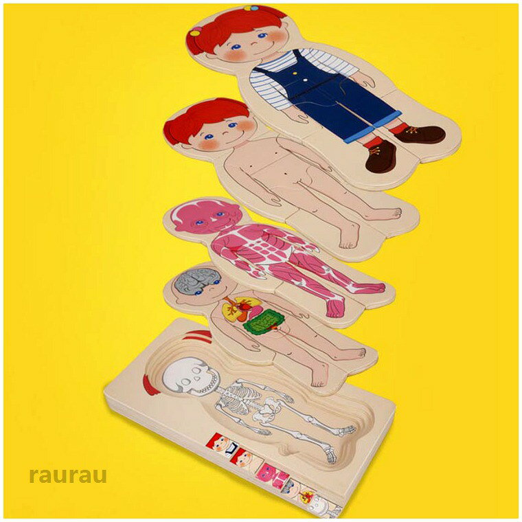 人体 男の子 構造 人体パズル 女の子 対象年齢3歳 学べる 木製レイヤーパズル 木の...
