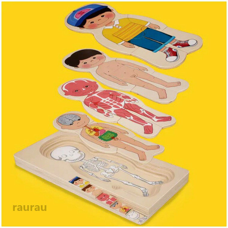 人体 男の子 構造 人体パズル 女の子 対象年齢3歳 学べる 木製レイヤーパズル 木の...