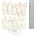 【全国送料無料】冷凍フレッシュマウス ファジー 10~12g 10匹(新商品)