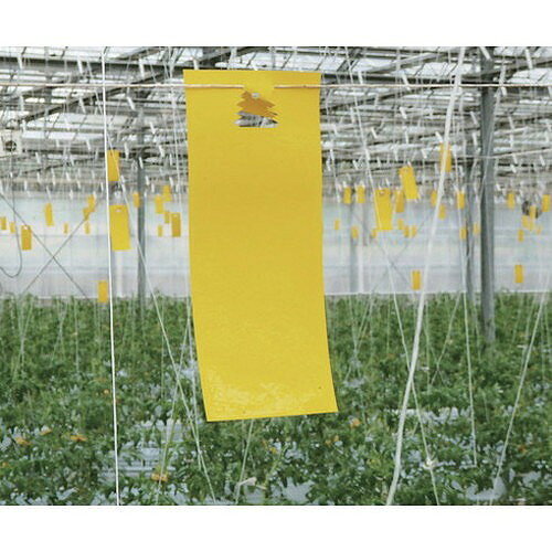 IVY NEW虫バンバン 黄色 20枚入り/袋 IVY112 環境改善用品 害虫・害獣駆除用品 防...