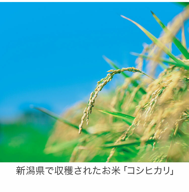 新潟県産コシヒカリ 2kg 新米 米 コシヒカリ こしひかり 新潟県産 令和7年度産 お...
