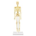 【5個セット】 ARTEC 人体骨格模型 30cm ATC93608X5(代引不可)【送料無料】