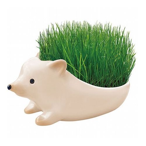 【3個セット】ノルコーポレーション TOY LABO お部屋で育てるインテリア グリーンハリネズミ 栽培キット(芝) TOY-8-01X3 雑貨 ホビー インテリア 雑貨 雑貨品(代引不可)【送料無料】