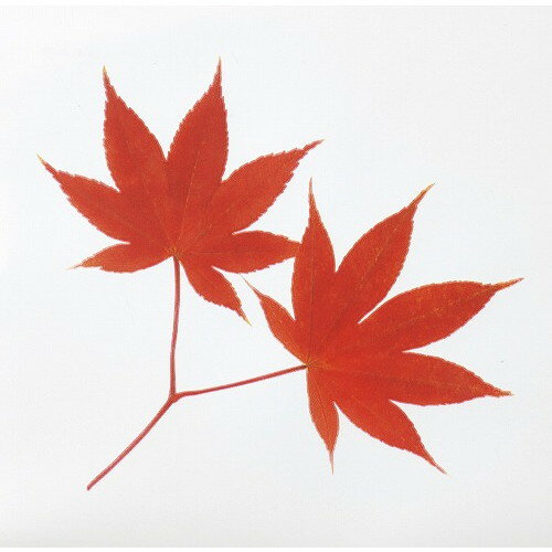 ミリオンフィルムシート(1000枚入)紅葉(代引不可)【送料無料】