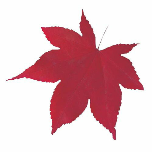 ヤマコー 型抜きクリアシート（200枚入） 65785 ミニ・赤もみじ QKL2201 JANコード 4988484657858●メーカー品番:65785●型:ミニ・赤もみじ●幅×奥行(mm): 75× 74●材質：ポリプロピレン■安全性を...