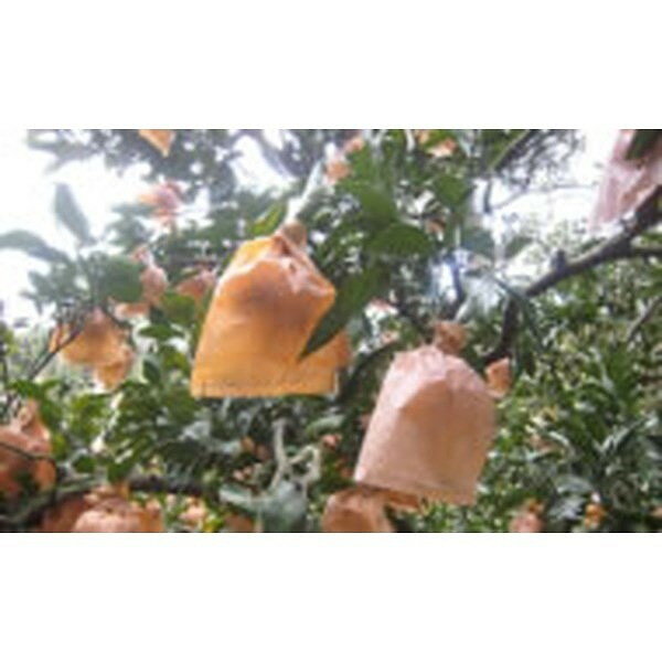 ���Ĳ��ù��� �ӥ��Ѳ̼��� ��������15 100��(����Բ�)