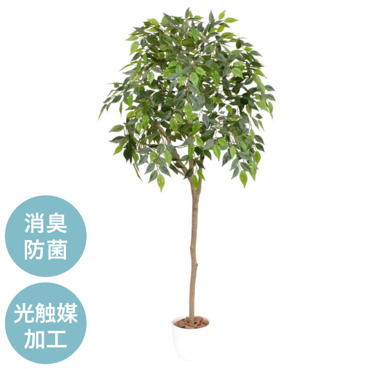 【商品説明】幹を連結させる組み立て式です。水やり不要・日光不要で置く場所を選ばずお手入れも簡単です。グリーンによる癒し効果もあるので自宅に限らずオフィスにもお勧めです。葉は光触媒加工を施しており、置いておくだけでお部屋の空気をキレイにし、消臭、防菌作用が得られます。一部組立式【サイズ】(約)幅70×高さ150cm【重量】(約)6kg【材質】葉：PEVA・PE・スチール枝：PE・スチール幹：PE・スチール鉢の中身：セメント・ウッドチップ(マツ)【生産国】中国製【代引きについて】こちらの商品は、代引きでの出荷は受け付けておりません。【送料について】北海道、沖縄、離島は送料を頂きます。フェイクグリーンアレカヤシパキラベンジャミン