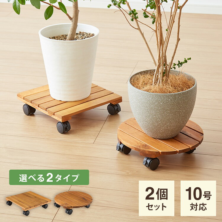 楽天市場】観葉植物 10号（フラワースタンド・園芸ラック