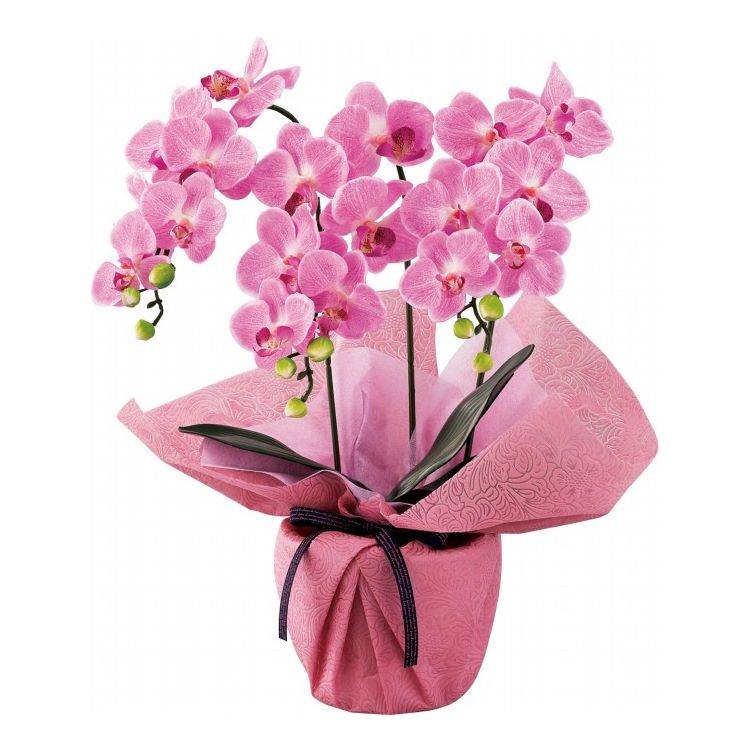 ミニ胡蝶蘭三本立ち アーティフィシャルフラワー フレッシュピンク SC触媒加工 minipo-fp ギフト プレ..