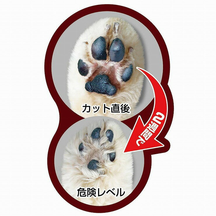 �ɥ����ޥ� �ۡ���С��С� ��ʬ���åȥХꥫ�������̵����