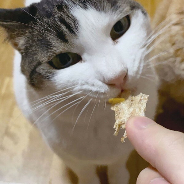 【24個セット】 ペティオ ねこちゃんの素材そのまま 無添加極上うす焼き 減塩ちりめんと貝柱 3g【ポイント10倍】【送料無料】