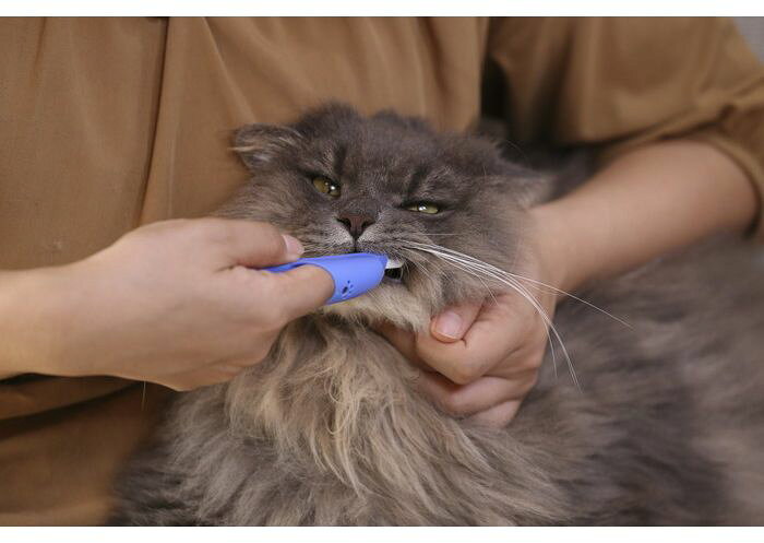 リコメン堂ペット館のライオン商事 PETKISS 指サック歯ブラシ コンパクト 1本｜アングル2