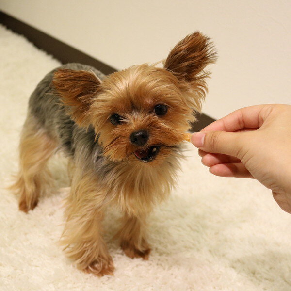 【4個セット】 ドギーマン ホワイデント ササミdeデンタル プレーン 70g x4