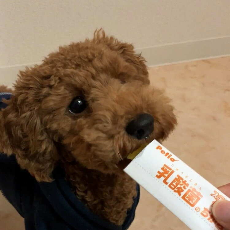 【10個セット】 ペティオ 乳酸菌のちから スティックゼリー フルーツミックス味 8...