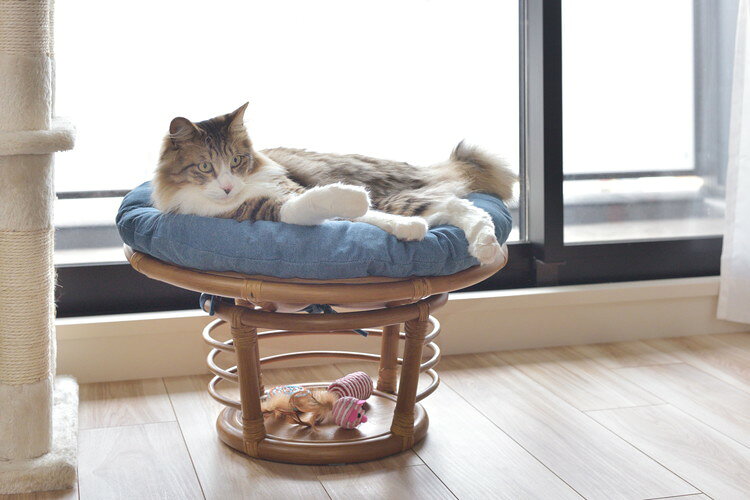 スツール ペットスツール 椅子 チェア ペット イヌ ネコ 犬 猫 クッション ラタン 収納 ゆったり おしゃれ リビング アニマル(代引不可)【送料無料】 [3]