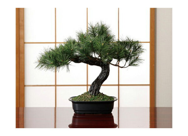 盆栽 アレンジ 富士の松 松 富士 ミニ黒松 松盆栽 手頃 プチ 室内 観葉植物 鉢植え 黒松盆栽 松の盆栽 セット 万古焼 盆栽鉢(代引不可)【送料無料】