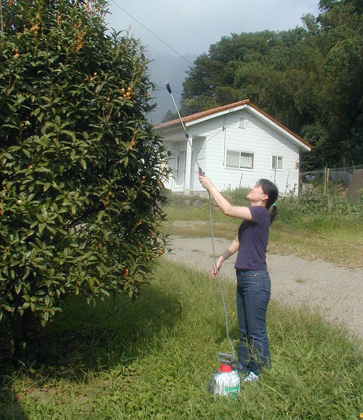 �ޥ�ϥ����� �߰���ʮ̸�� �ϥ��ѡ� 6L (3�ʿ���2Ƭ��)(����Բ�)������̵����