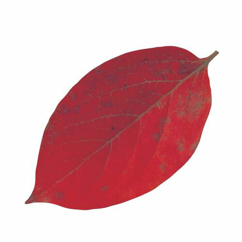 ヤマコー 型抜きクリアシート(200枚入) 65786 ミニ・柿の葉 QKL2301