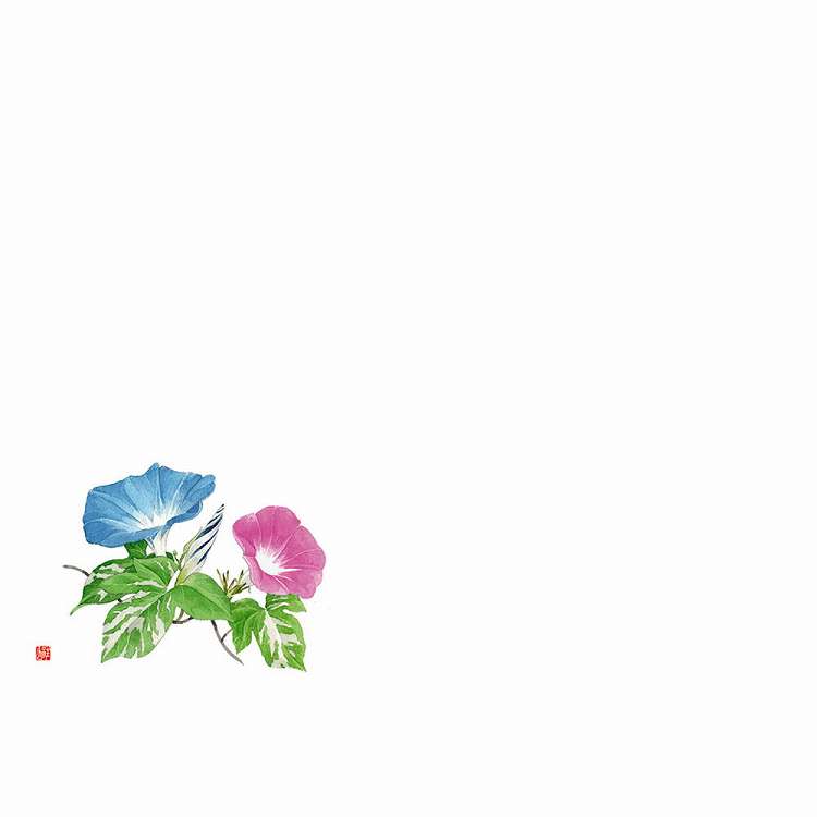 尺3 テーブルマット(100枚入) 朝顔 no.525(代引不可)