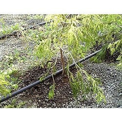 グローベン 16mmドリップチューブ150mmピッチ(50m巻) C10DR155 園芸用品 ホース 散...