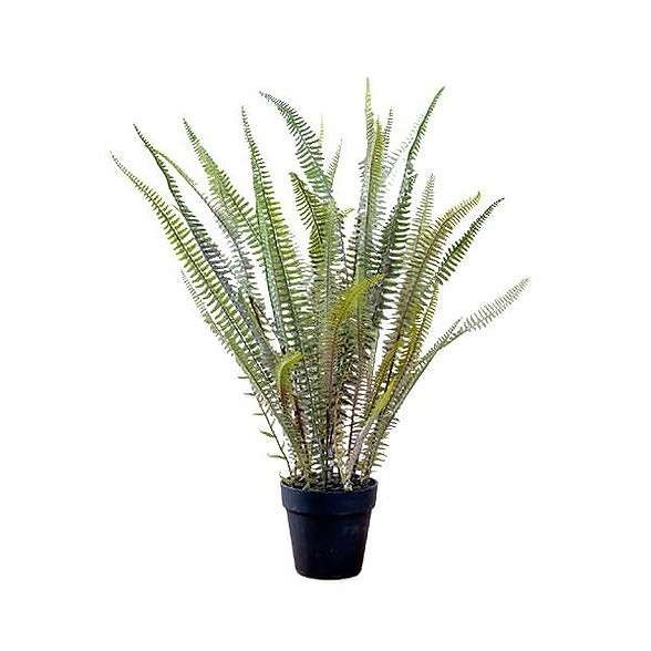 80978 ボストンファーン(代引不可)【送料無料】