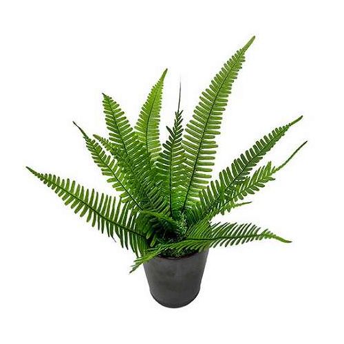 A&K プリザーブドグリーン ミニシダ お手入れ不要の観葉植物 枯れない インテリア ...