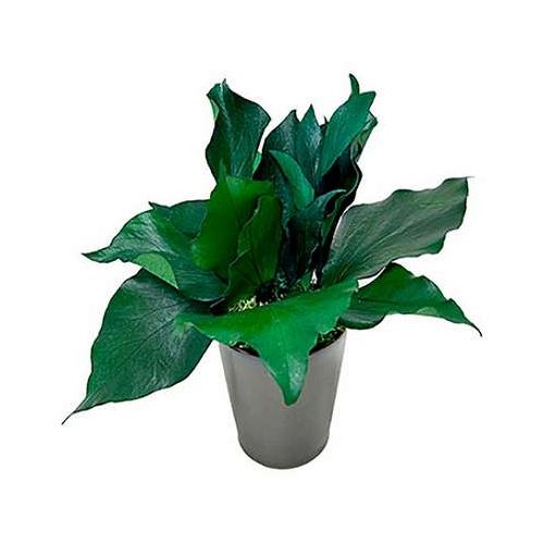 お手入れ不要の観葉植物プリザーブドグリーンなので本物の植物なのに水やり、お手入れ不要。日陰でもイキイキします。鉢の入れ替え、剪定も入りません。世話をする必要がありません!また、虫がわくこともなく、花粉もなく清潔なので食卓や病院などでもお使いいただけます。さらに、植物には癒し(リラックス)の効果があります。さまざまなシーンで良い影響を受けとることができます。インテリアとして、ご家庭・オフィス・レストラン・受付など、盆栽としても楽しめます。セット内容:プリザーブドグリーン、花器素材:プリザーブドグリーン保証期間:初期不良対応生産国:日本【送料について】北海道、沖縄、離島は送料を頂きます。