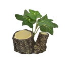 (まとめ)オカヤドカリのゼリー皿【×5セット】 (ヤドカリ用品)