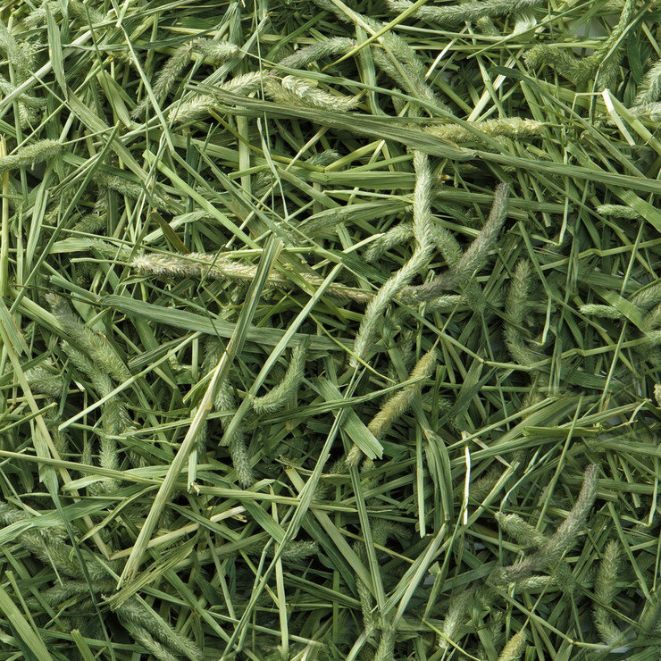 マルカン MR-857 バニーグレードチモシー550g 牧草 ペット用品 ペットフード 餌