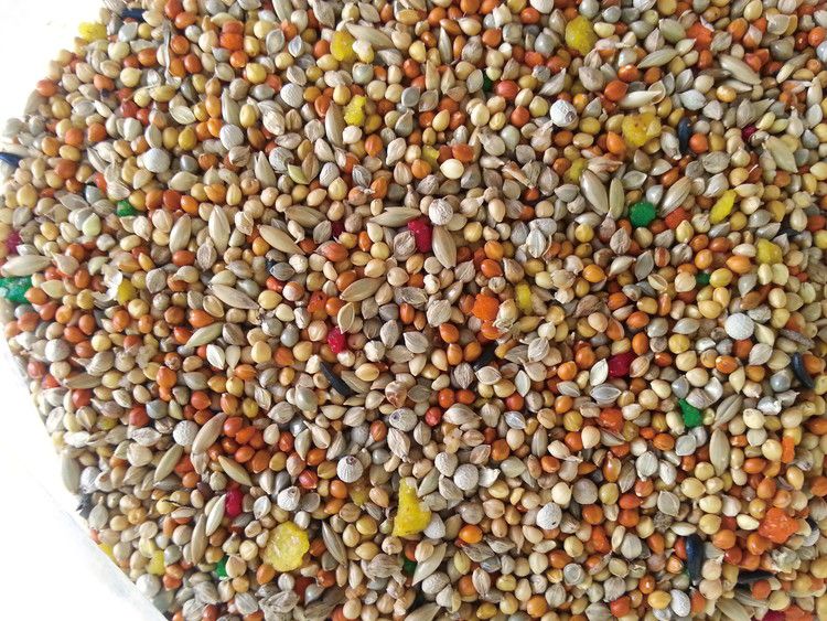 【8個セット】 マルカン 毎日の果実5種ブレンド セキセイインコ用 1kg【送料無料】 2