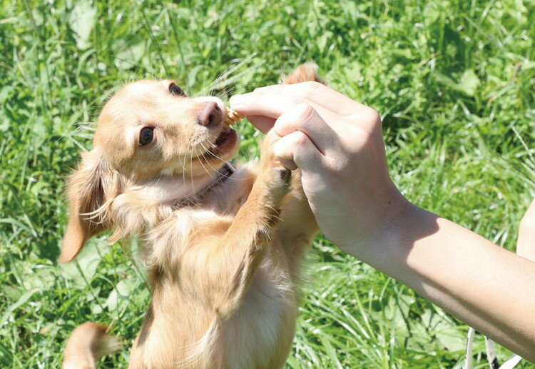 フォーキャンス デンティ・スリーフェアリー 徳用 S (21個入)