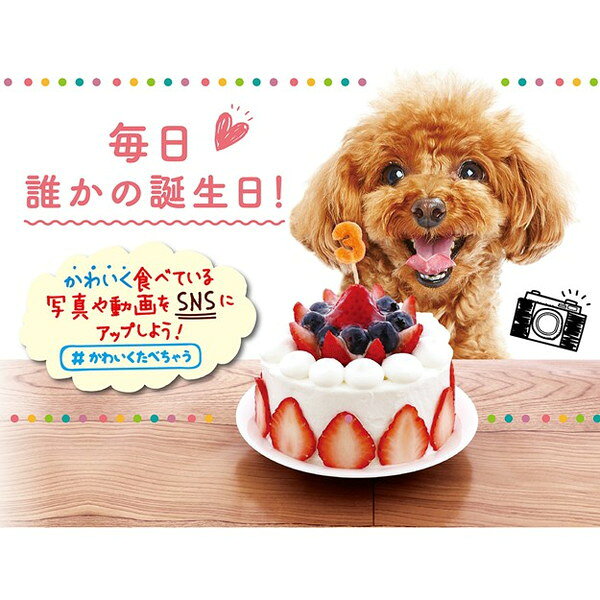 リコメン堂生活館のペティオ かわいくたべちゃう!ナンバースティック 11本入｜アングル3
