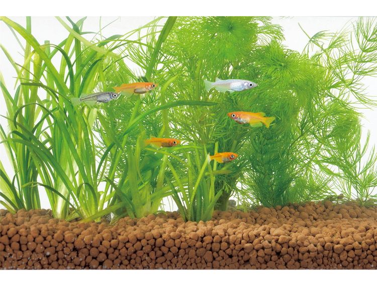 【2個セット】 GEX ジェックス メダカ水景 ろ過する赤玉土 小粒 2.5L【送料無料】