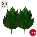国産 日本製 生葉 プリザーブド榊 SSサイズ FS-001SS さかき 榊 神棚 神具 仏具 仏壇 お供え(代引不可)【送料無料】