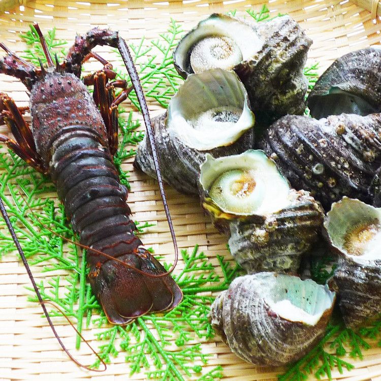 徳島 天然伊勢海老と天然サザエ詰合せ お歳暮 冬ギフト 年末 年始 年末年始 お取り寄せグルメ プレゼン..