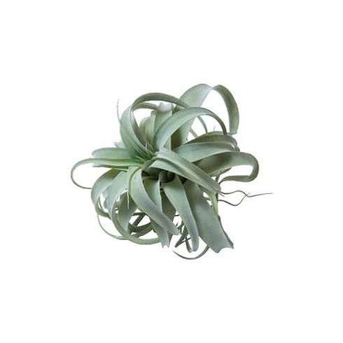 80912キセログラフィカM