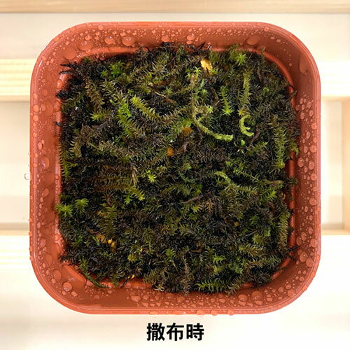 ��5�ĥ��åȡ� �ӥå������� ����ʴ�����ʥ��� �դꤳ�����å� bigarrow-furikokeX5 �ۥӡ�(����Բ�)������̵����