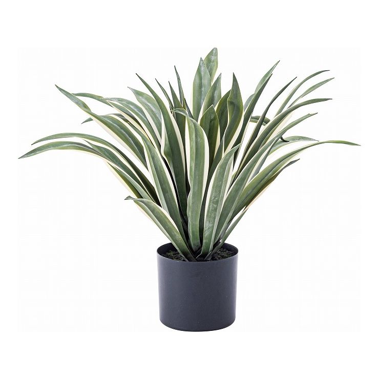 フェイクグリーンアガベ約幅63×奥...