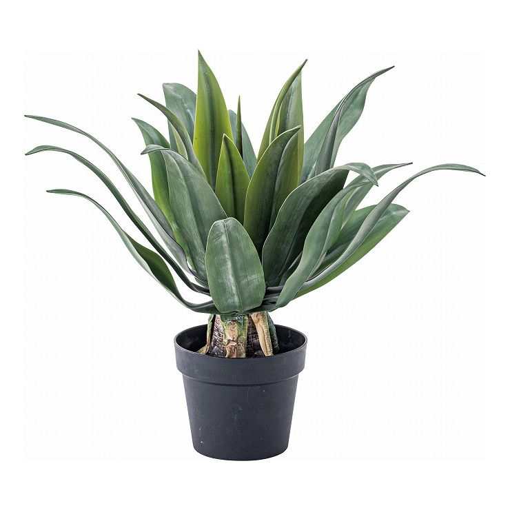 フェイクグリーンアガベ約幅53×奥...